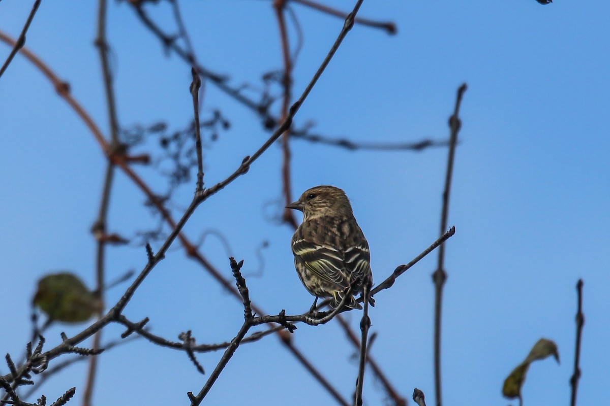 Pine Siskin - ML645723817