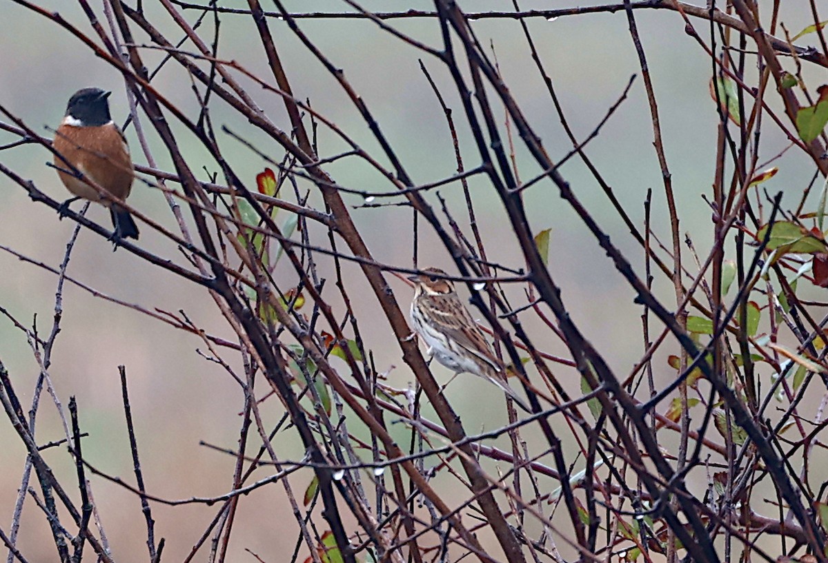 Little Bunting - ML645723818