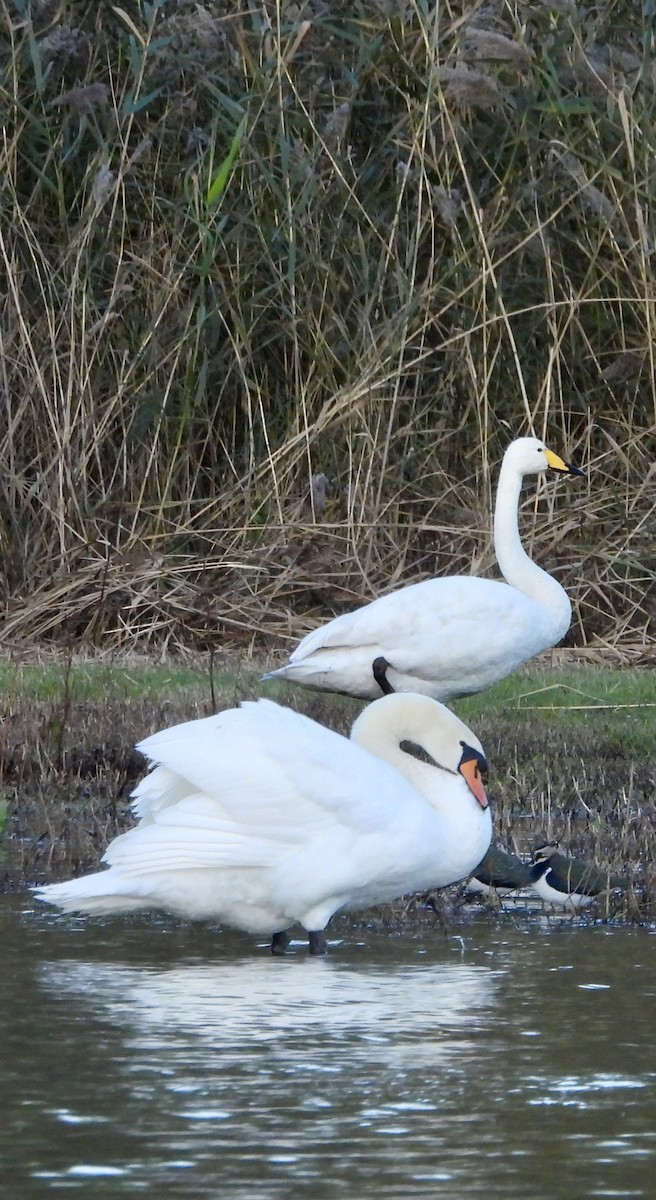 Mute Swan - ML645723819
