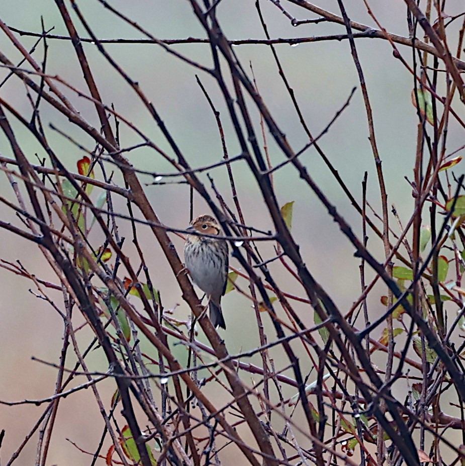 Little Bunting - ML645723822