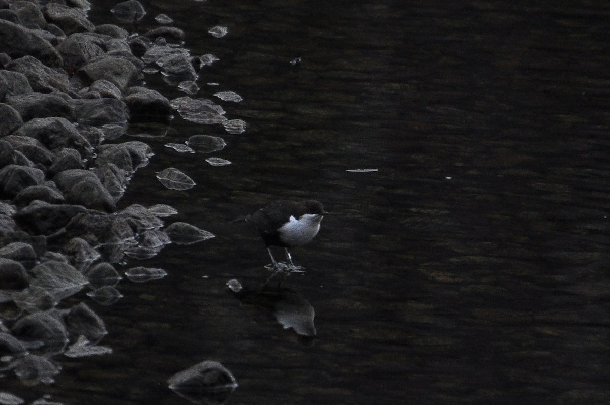 אמודאי הנחלים - ML645723824