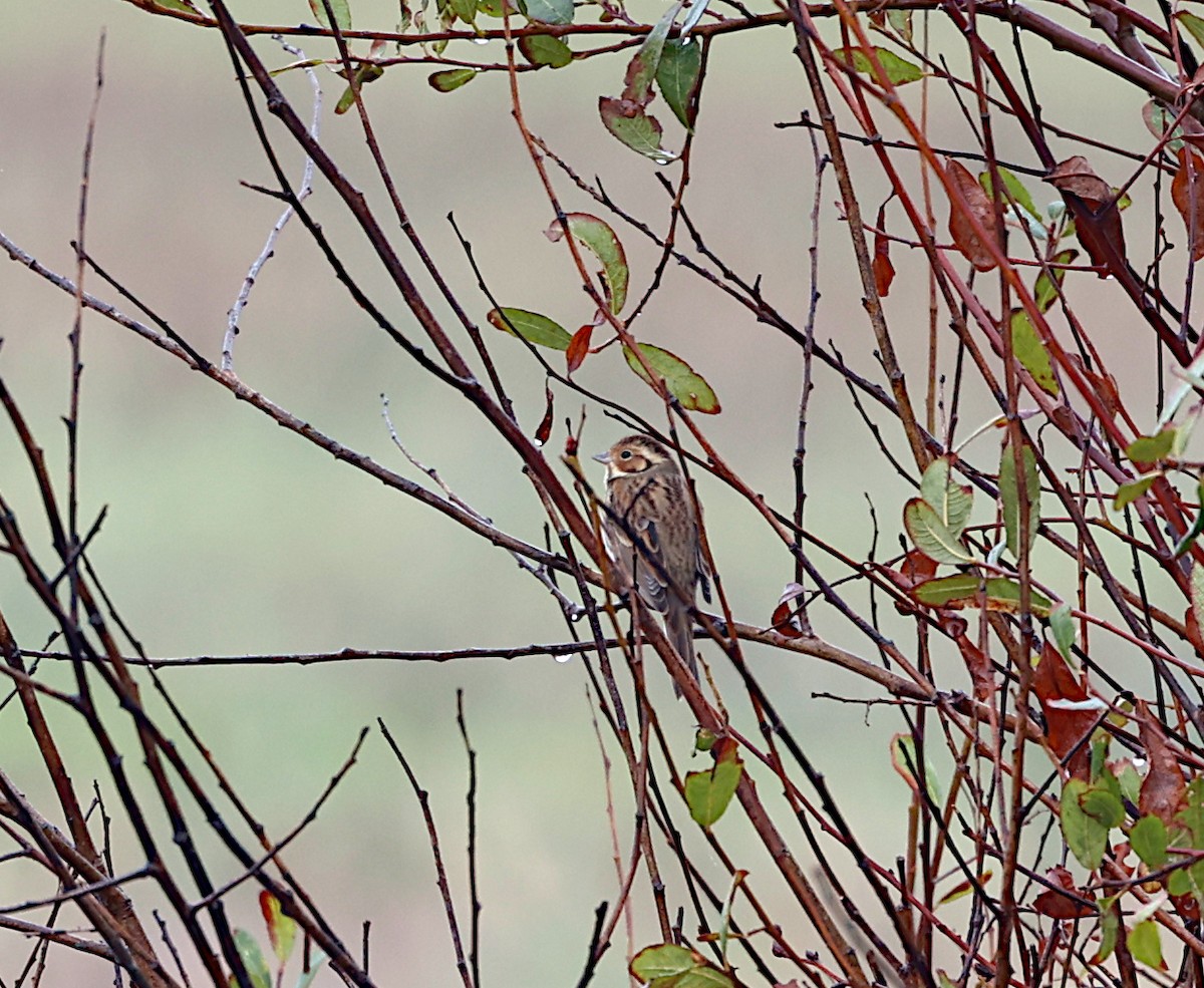 Little Bunting - ML645723827