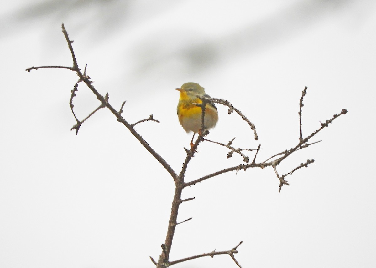 Northern Parula - ML645723830