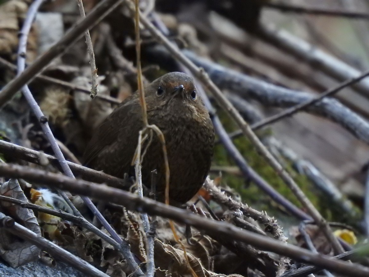 Immaculate Cupwing - ML645723852