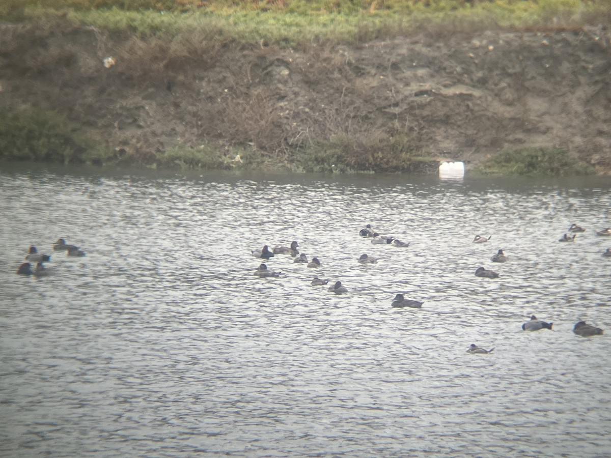 ヒドリガモ - ML645723855