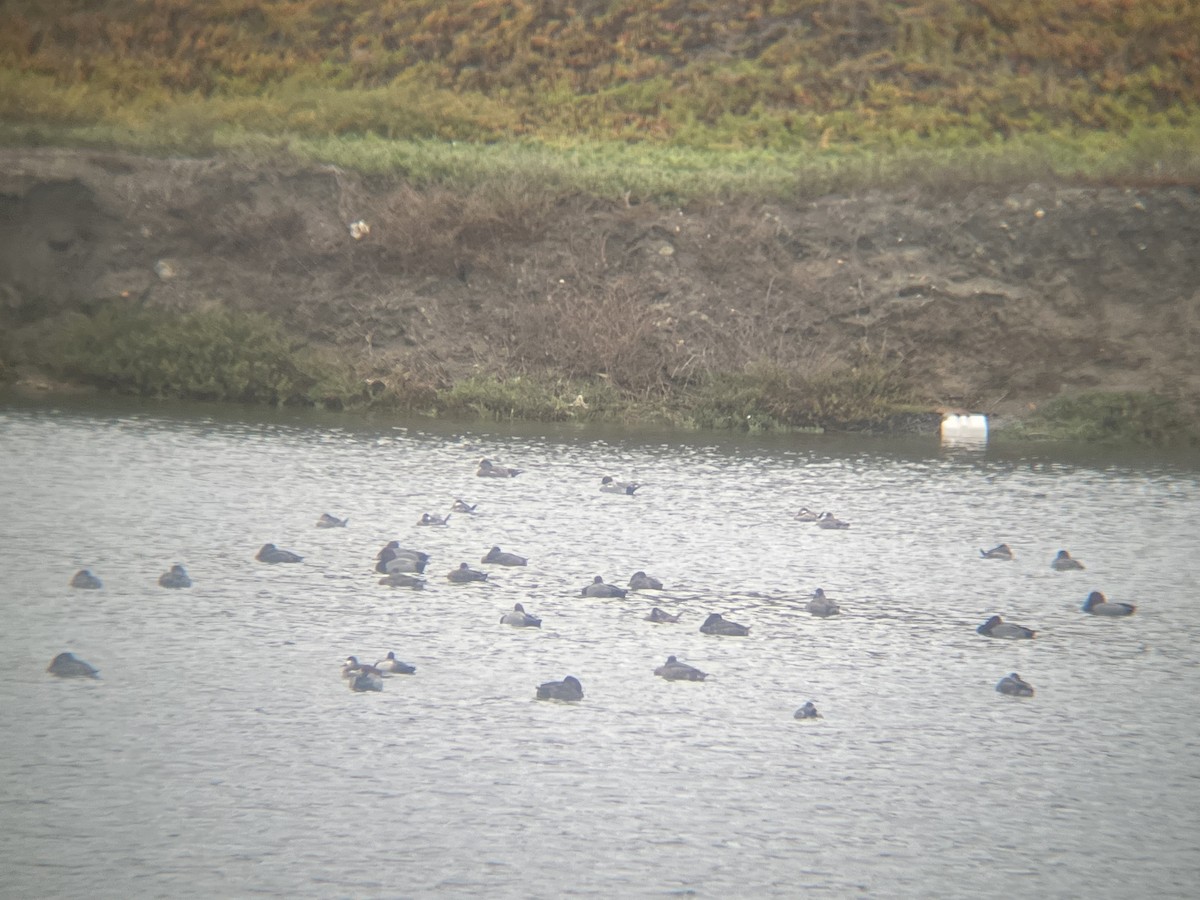 ヒドリガモ - ML645723856