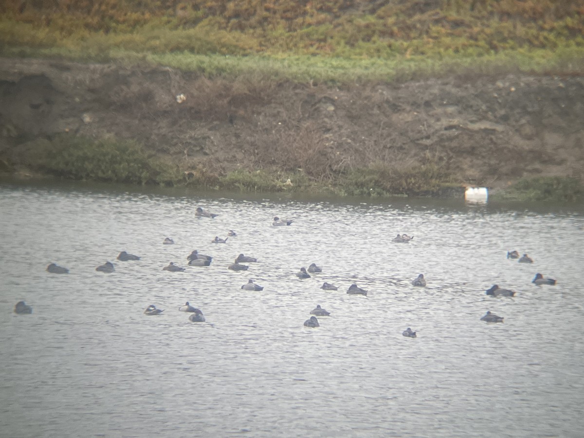 ヒドリガモ - ML645723857