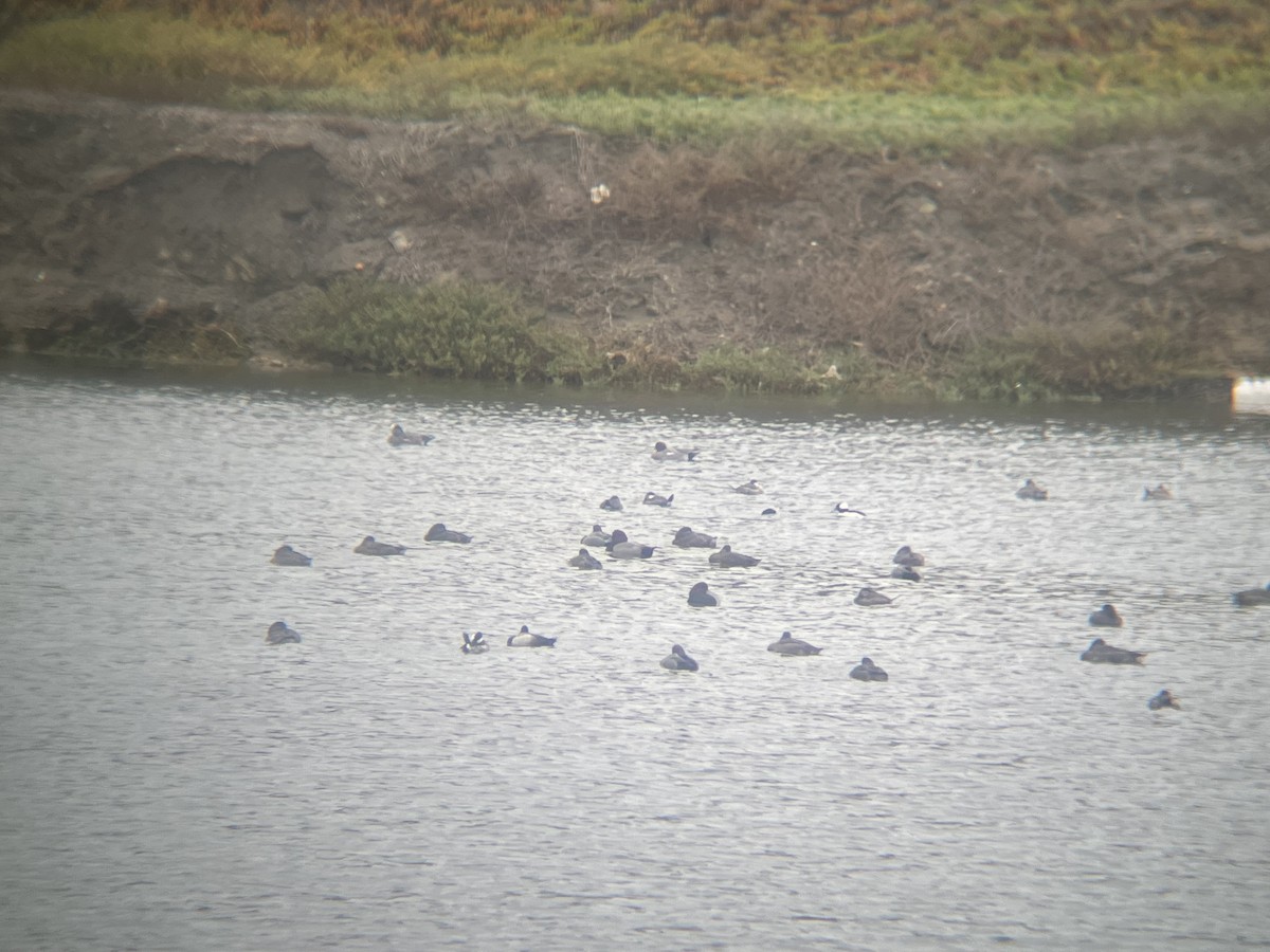 ヒドリガモ - ML645723858