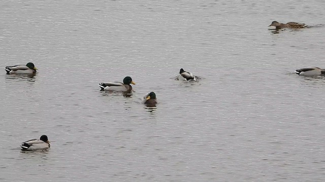 Mallard - ML645723859