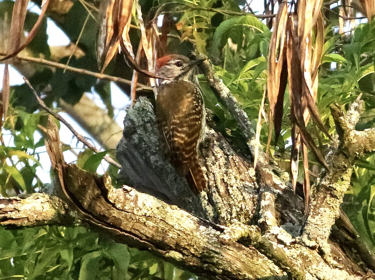 Cardinal Woodpecker - ML645723861