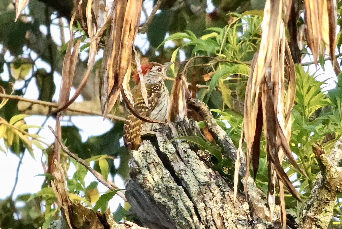 Cardinal Woodpecker - ML645723872