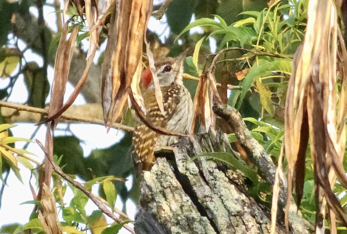 Cardinal Woodpecker - ML645723873