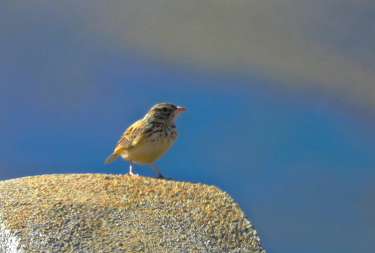 Madagascar Lark - ML645723898