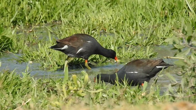 Common Gallinule - ML645723899