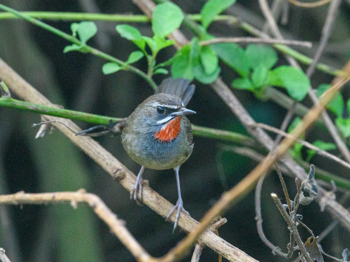 Calliope - ML645723906