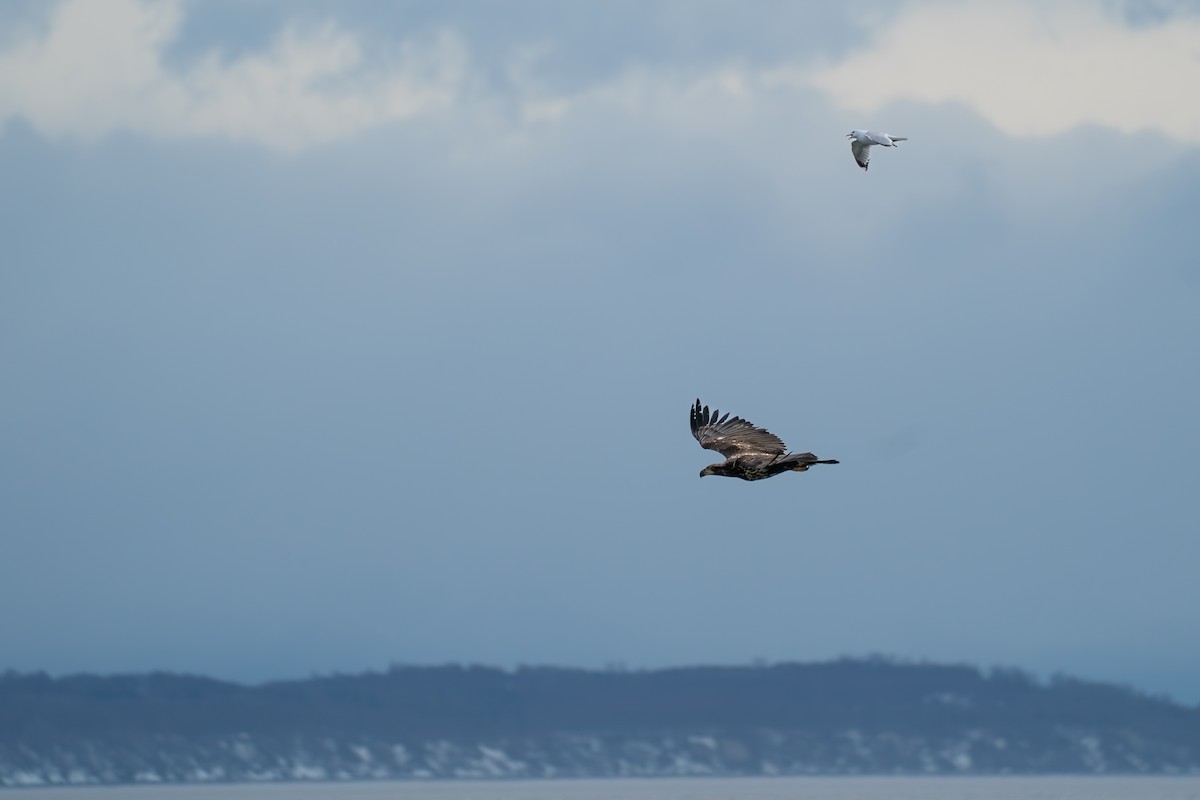 Kurzschnabel-Sturmmöwe - ML645723914