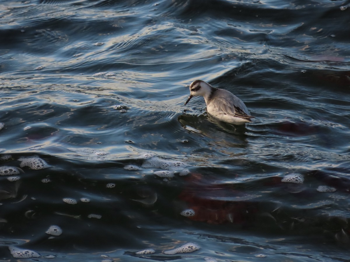 灰瓣足鷸 - ML645723915