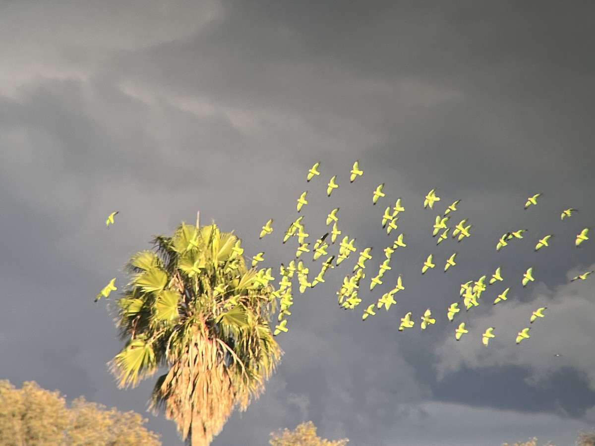 Red-crowned Amazon - ML645723925