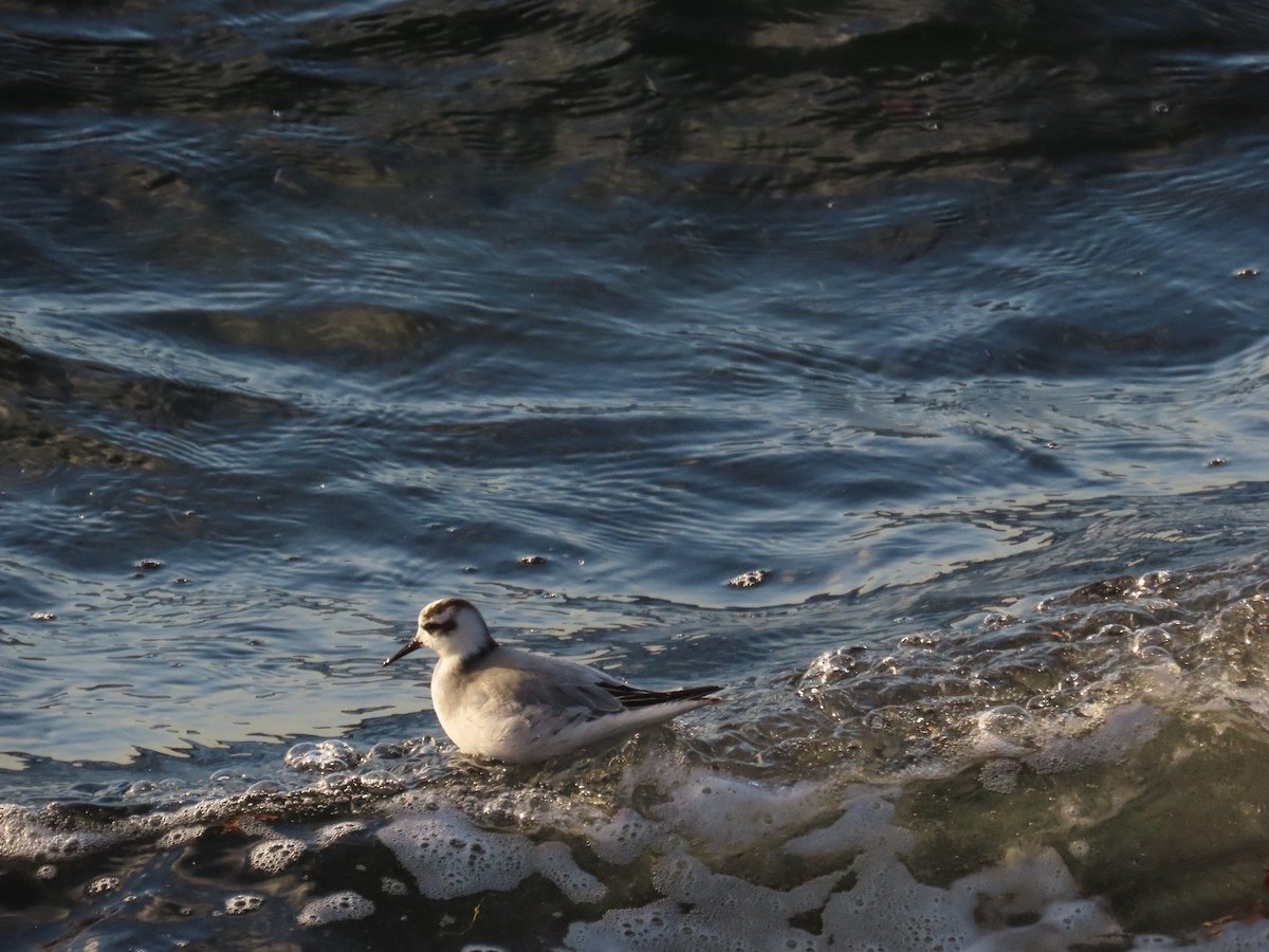 灰瓣足鷸 - ML645723926