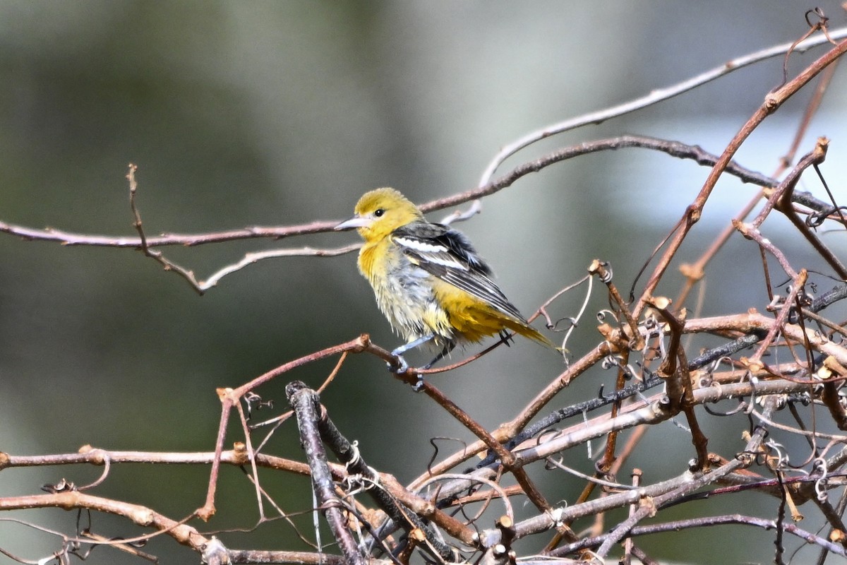 Baltimore Oriole - ML645723930