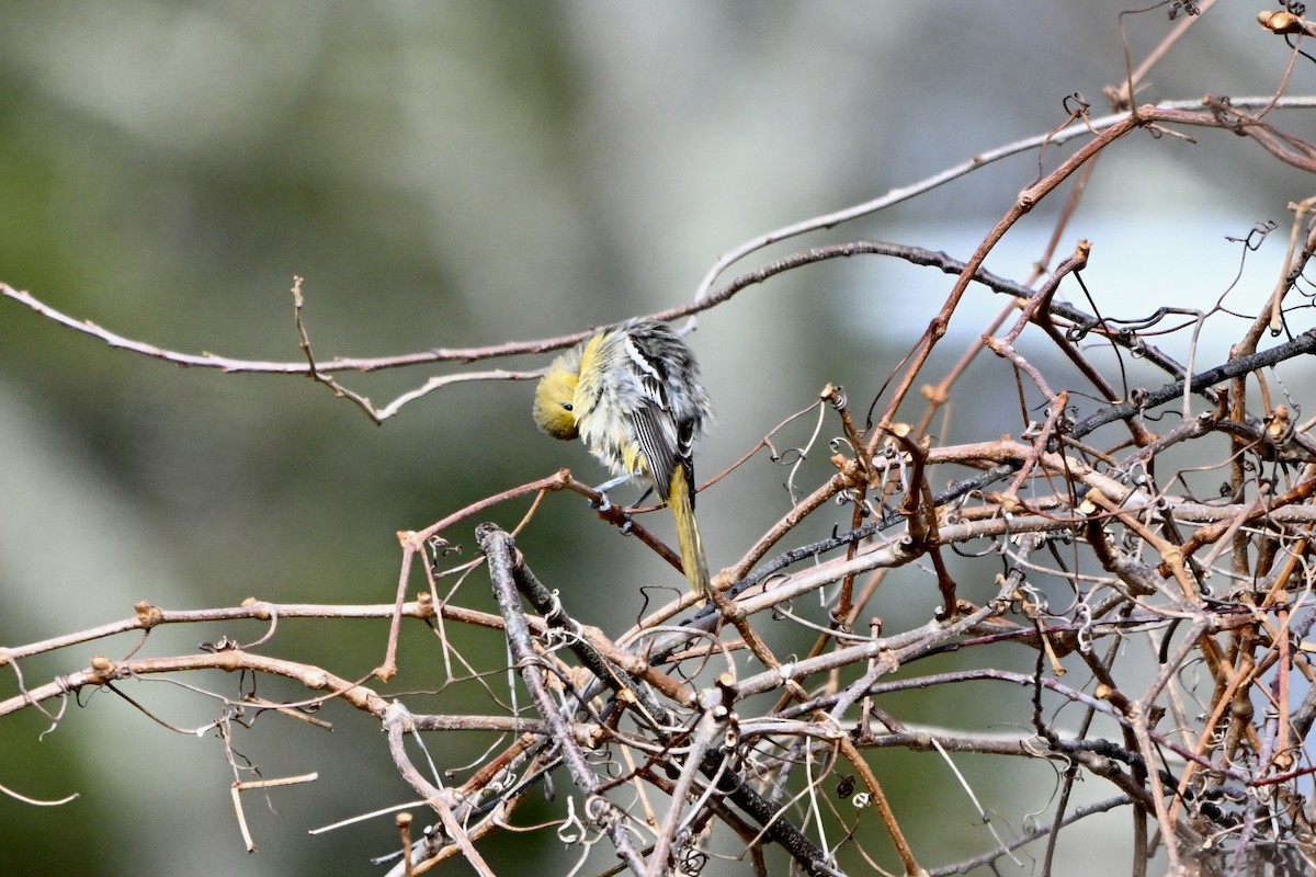 Baltimore Oriole - ML645723931