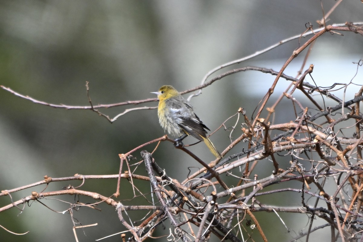 Baltimore Oriole - ML645723932