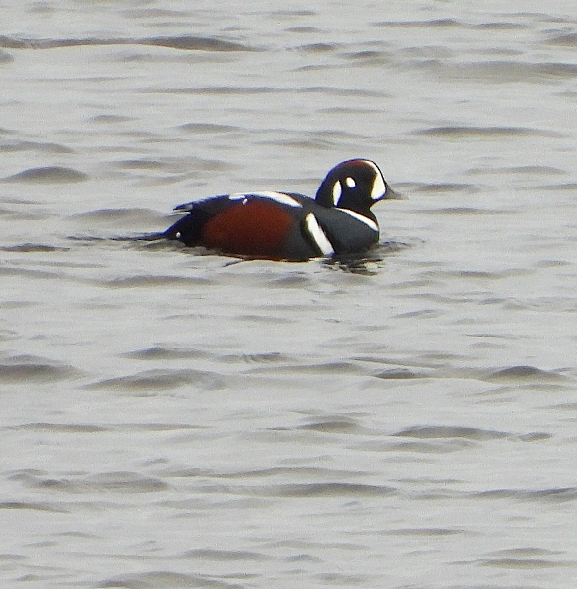 Хотгуужин чөрх - ML645723936