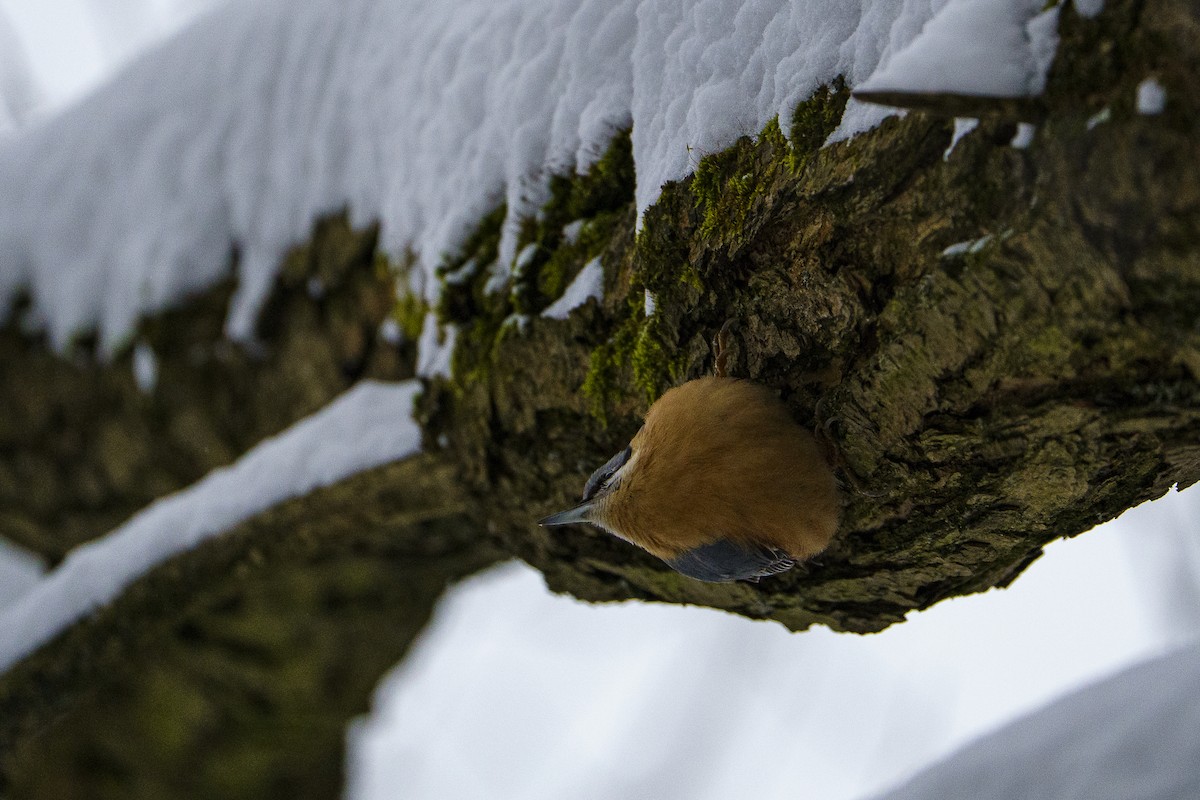 Garrapo eurasiarra - ML645723939