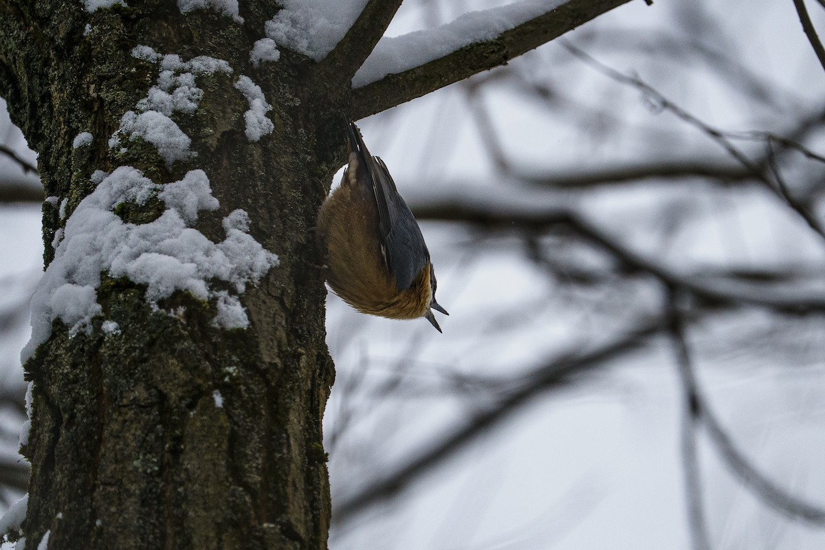 Garrapo eurasiarra - ML645723940