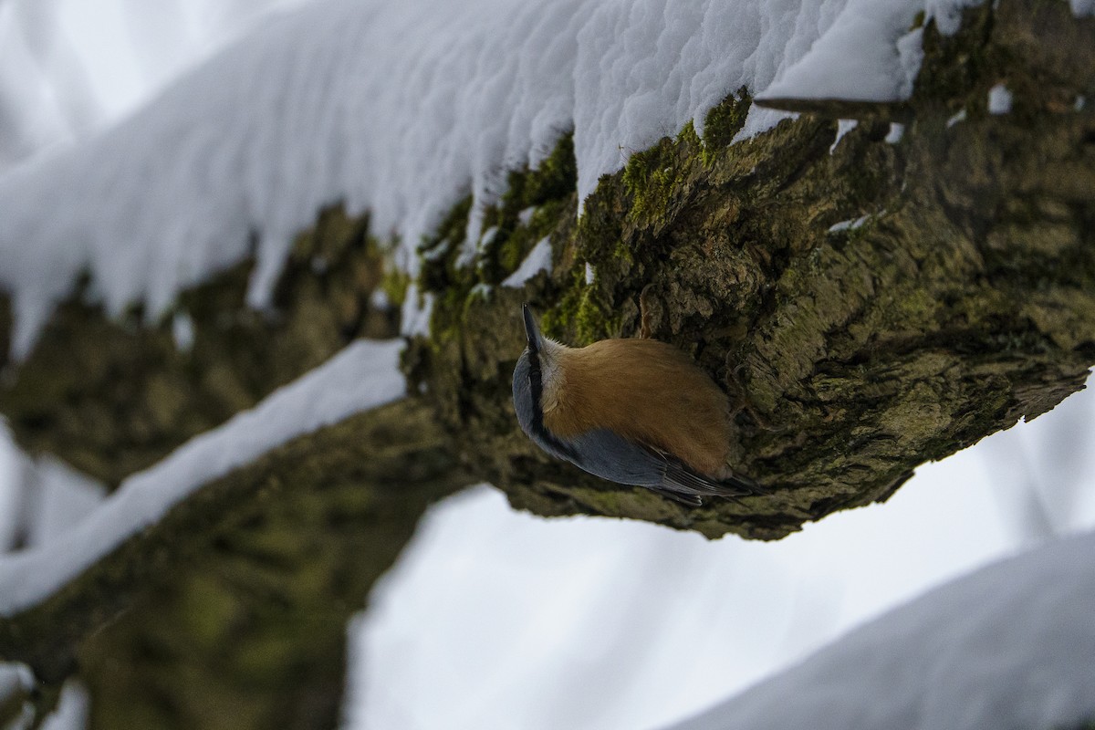 Garrapo eurasiarra - ML645723942