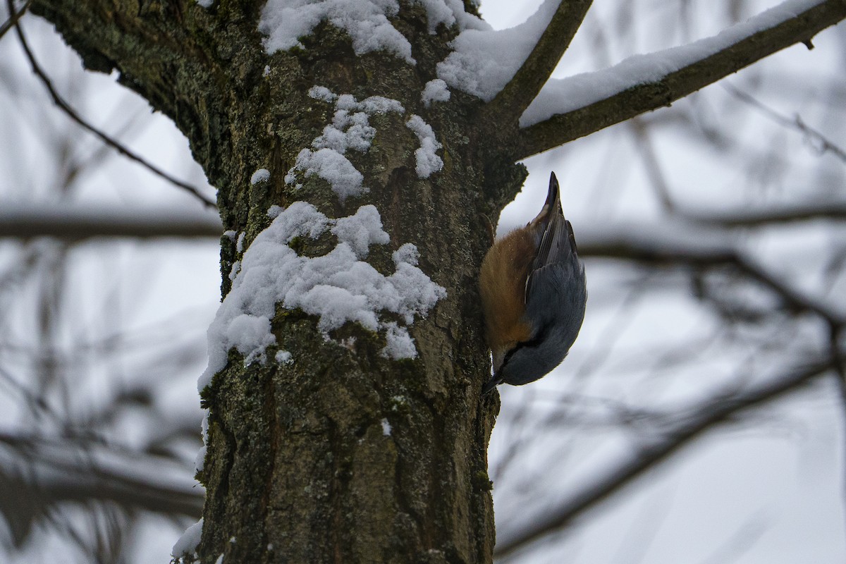 Garrapo eurasiarra - ML645723943