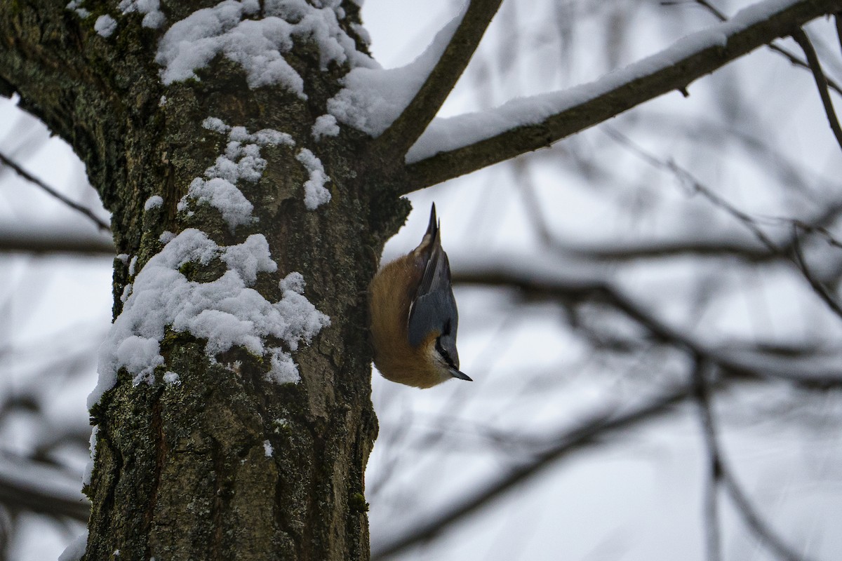 Garrapo eurasiarra - ML645723945