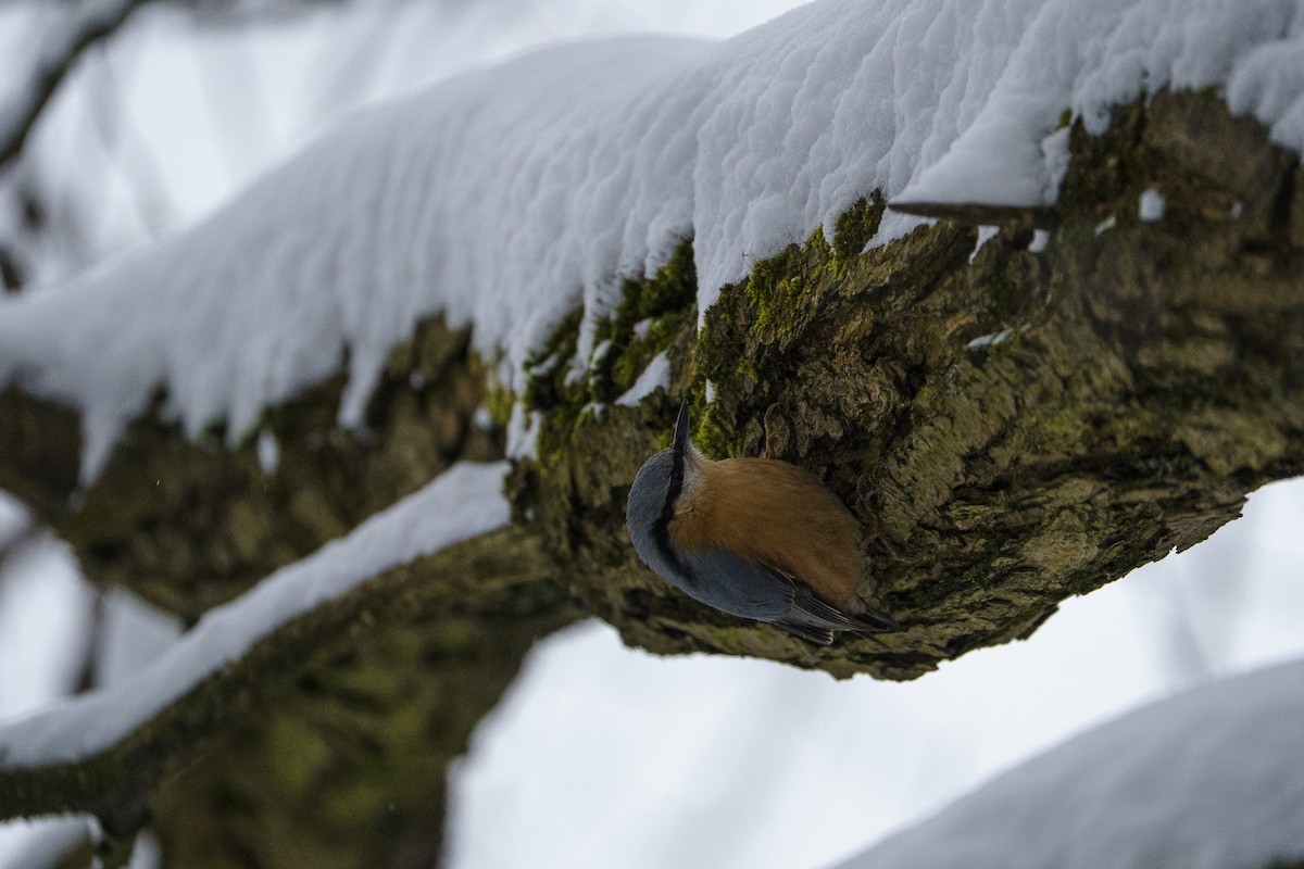 Garrapo eurasiarra - ML645723946