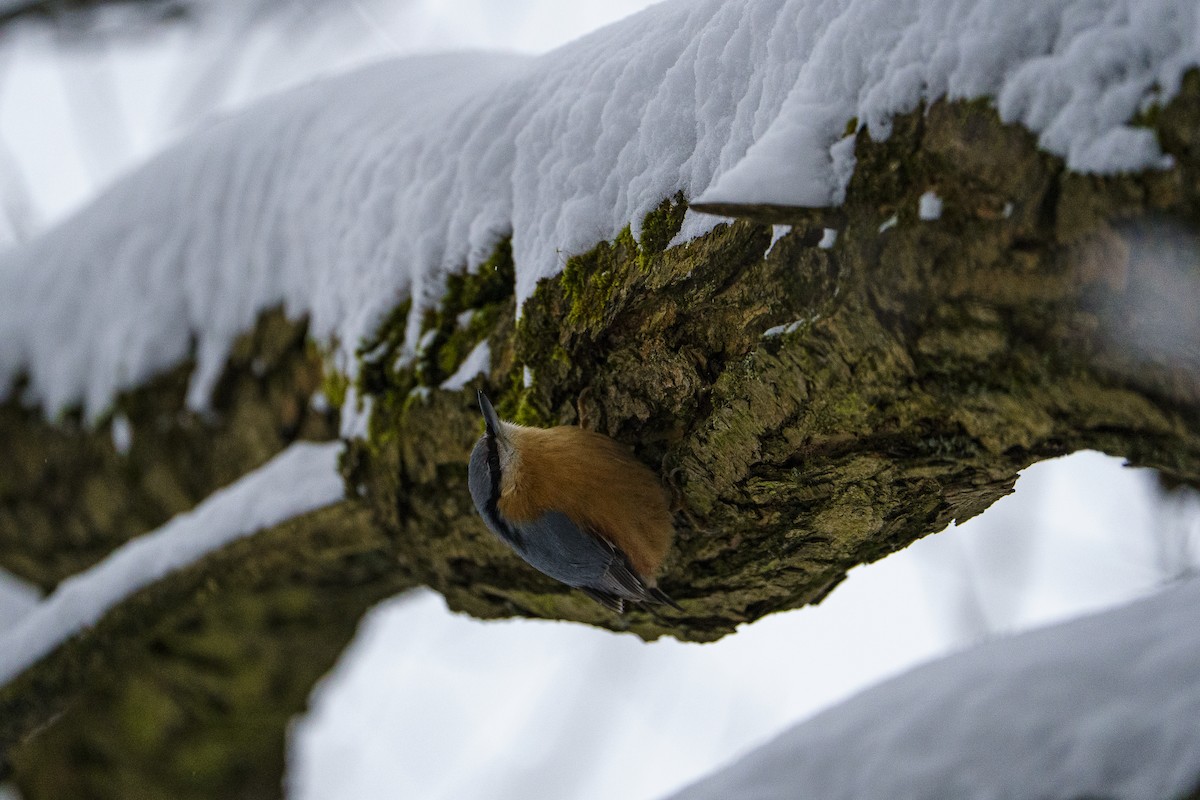 Garrapo eurasiarra - ML645723947