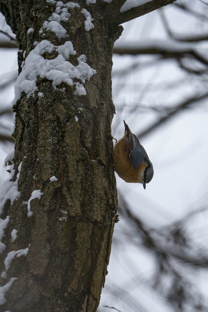 Garrapo eurasiarra - ML645723948