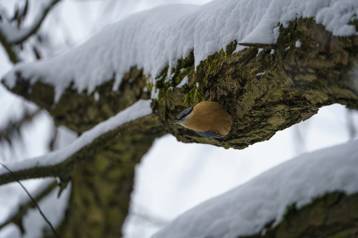 Garrapo eurasiarra - ML645723949