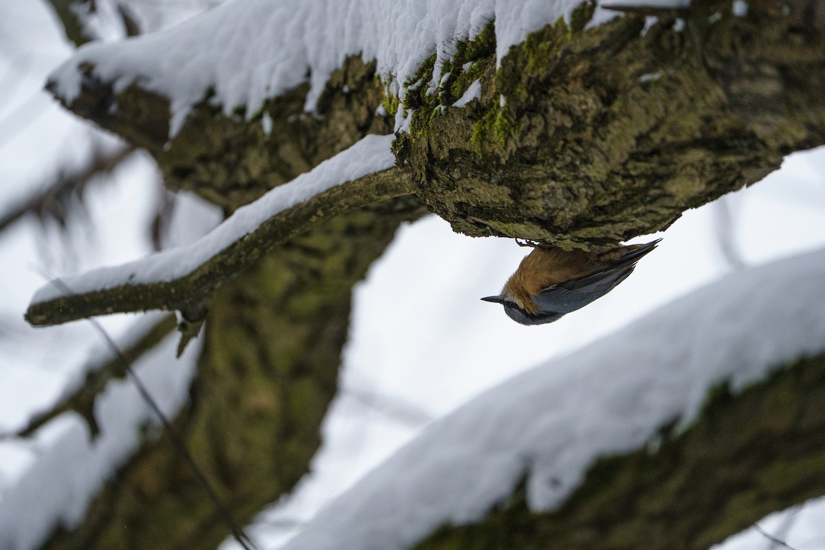 Garrapo eurasiarra - ML645723950