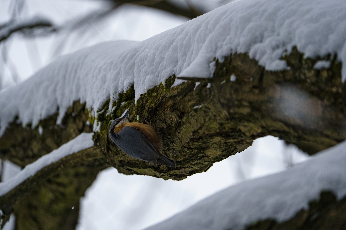 Garrapo eurasiarra - ML645723951