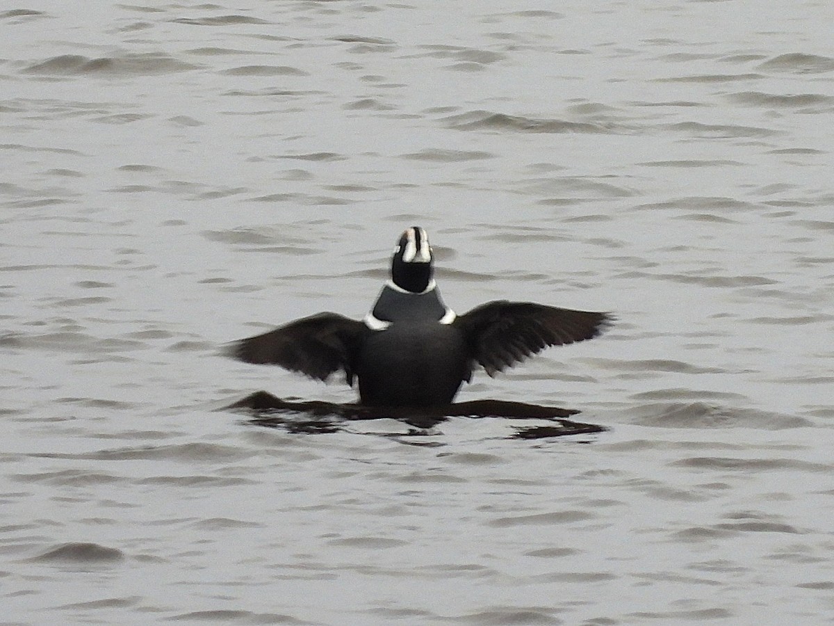 Хотгуужин чөрх - ML645723958