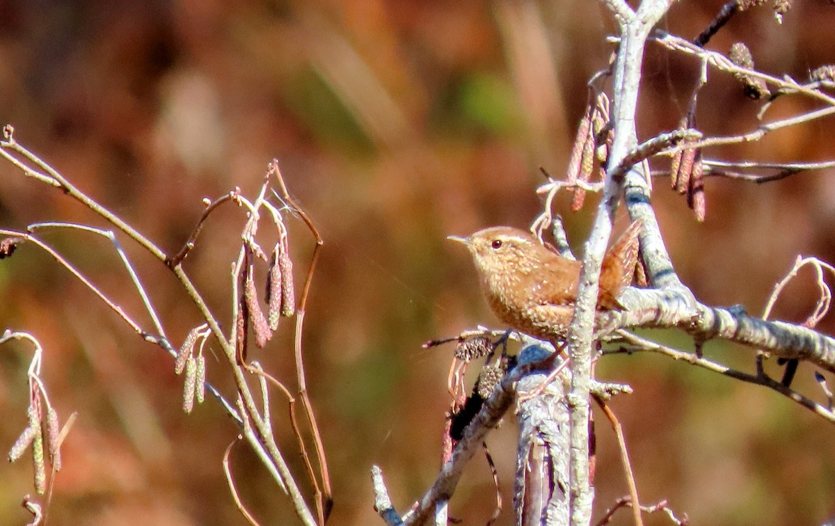 Winter Wren - ML645723962