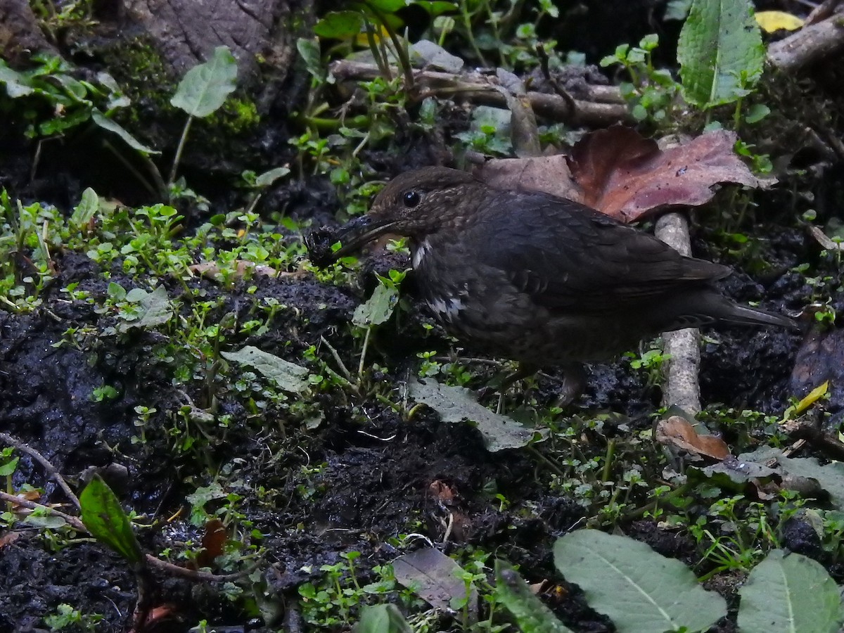 Long-billed Thrush - ML645723963