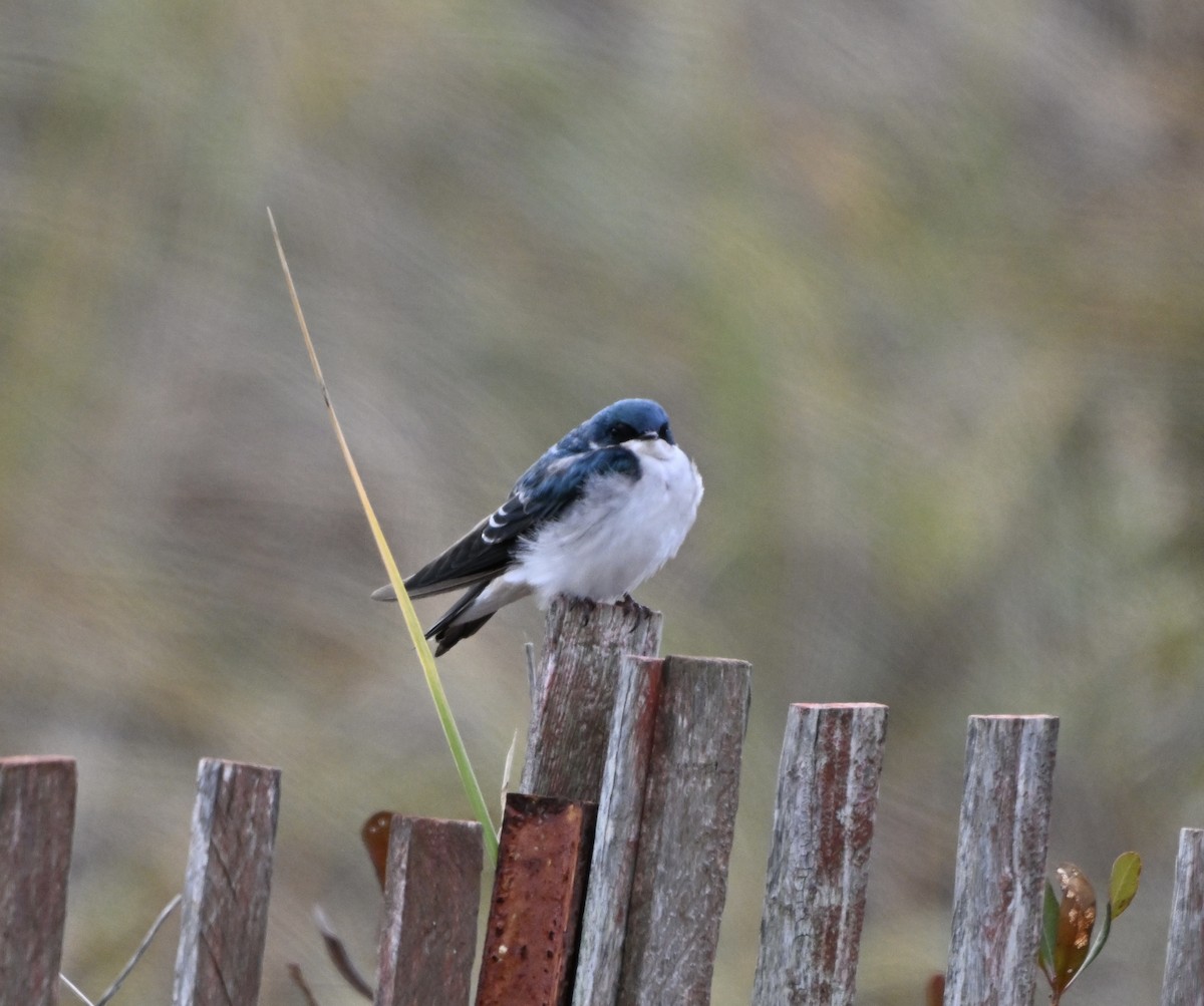 Tree Swallow - ML645723967