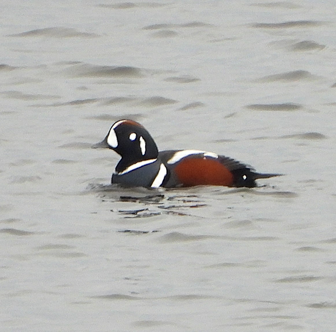 Хотгуужин чөрх - ML645723968