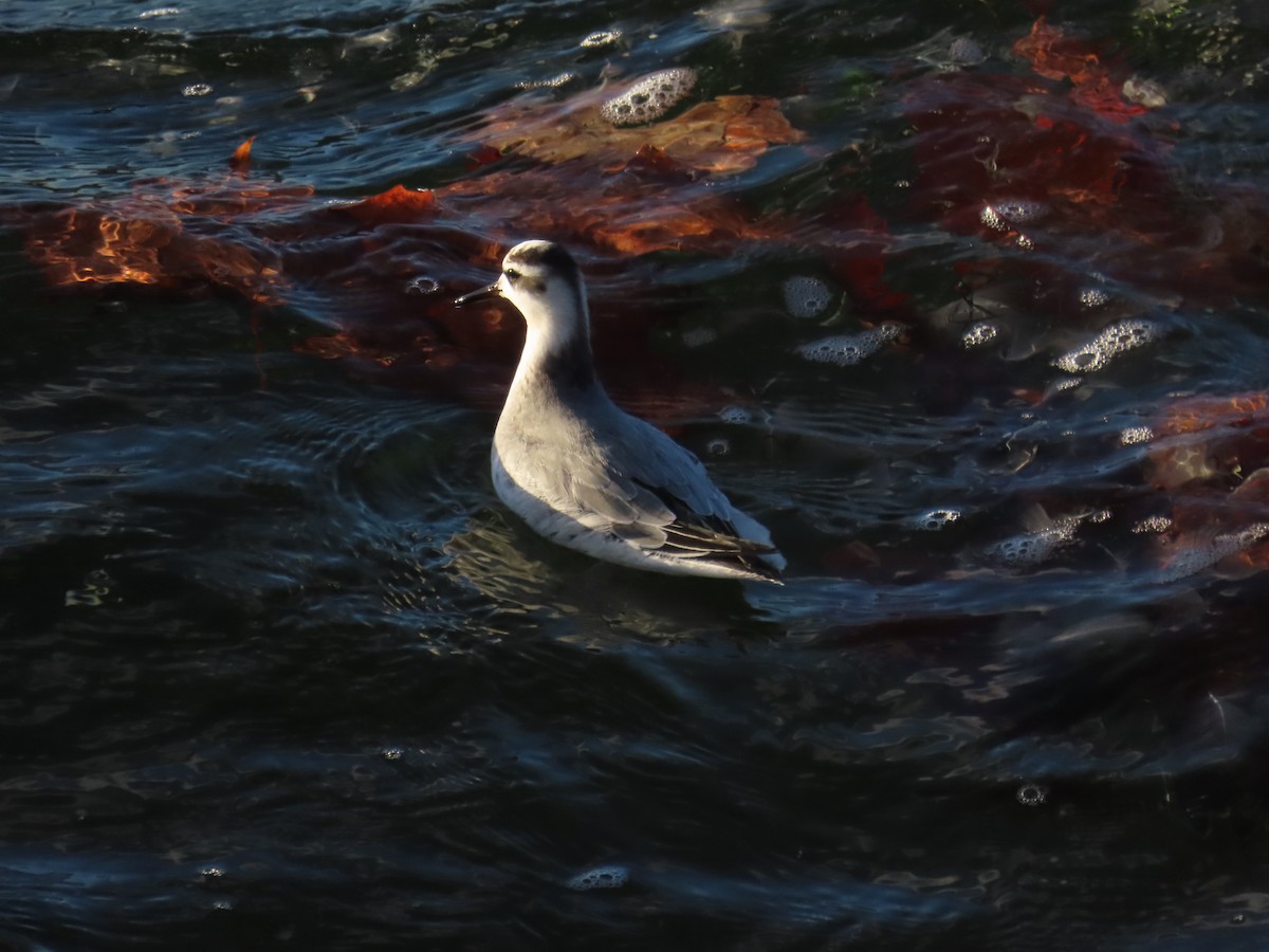 灰瓣足鷸 - ML645723976