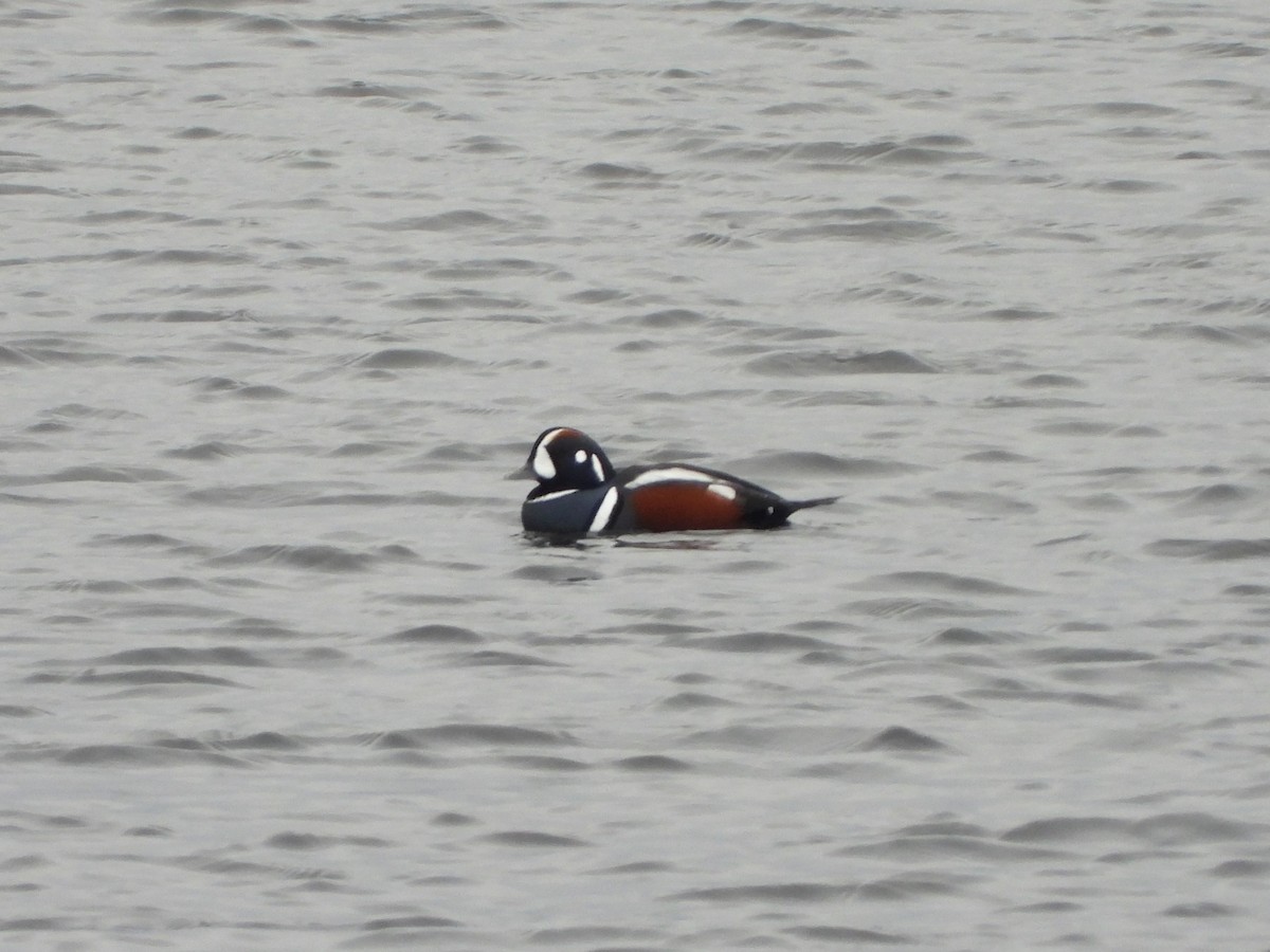 Хотгуужин чөрх - ML645723980