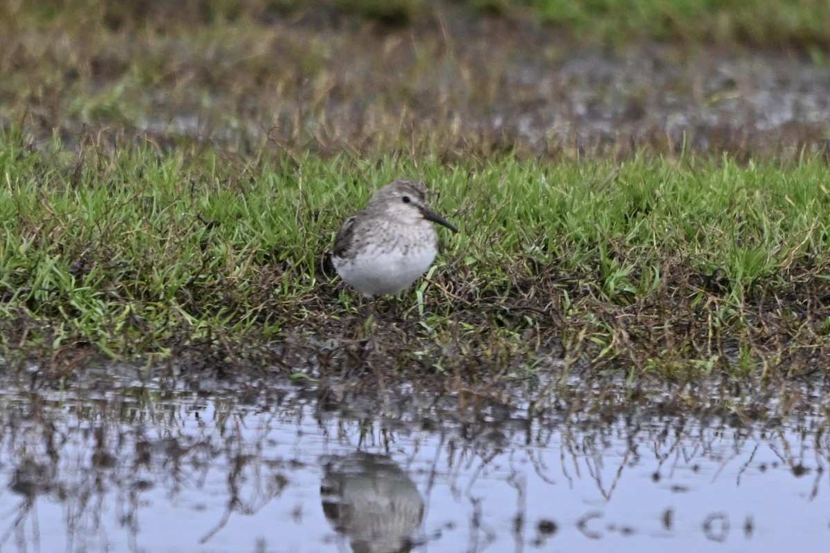 White-rumped Sandpiper - ML645723988