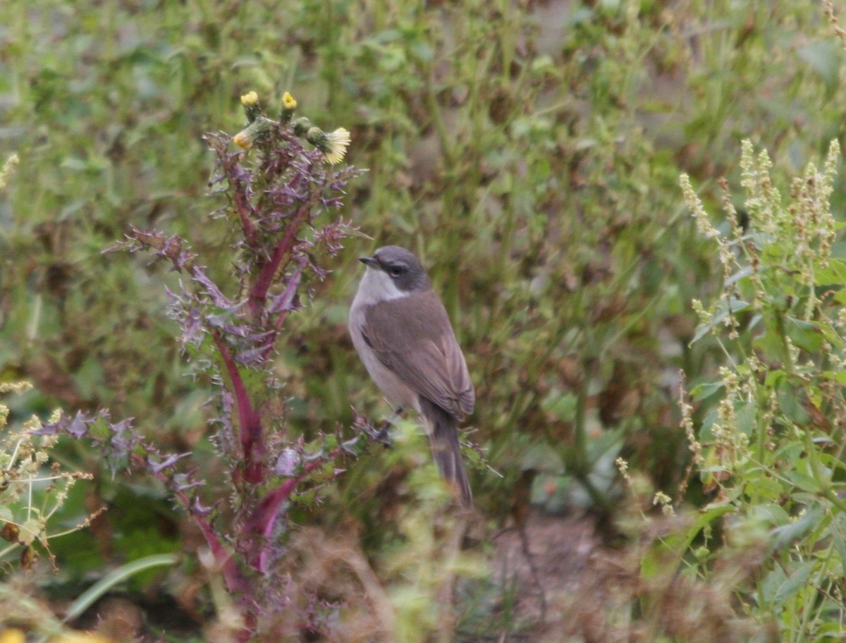 Klappergrasmücke - ML645724008