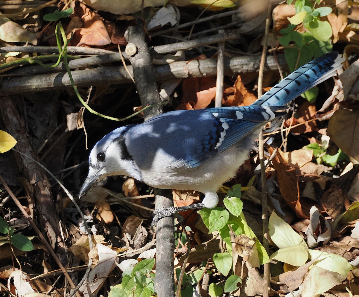 Blue Jay - ML645724009