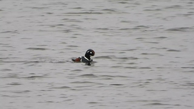 Хотгуужин чөрх - ML645724010