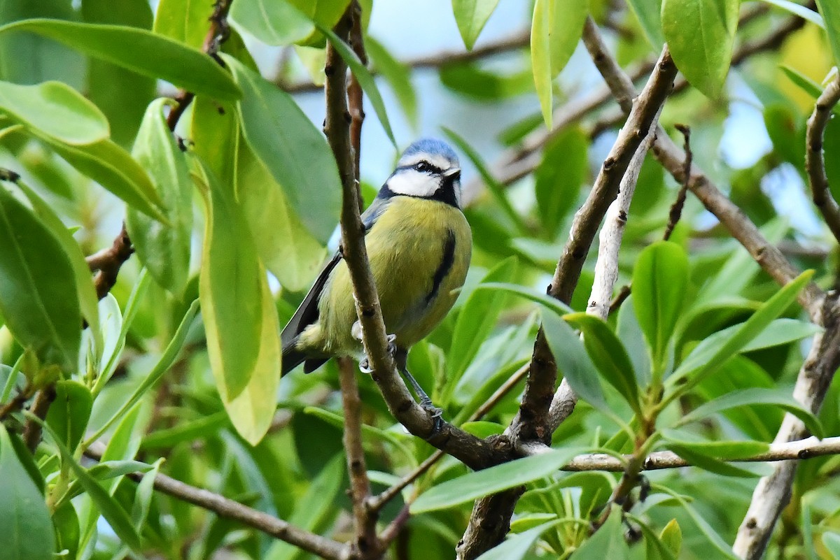 sýkora modřinka - ML645724011